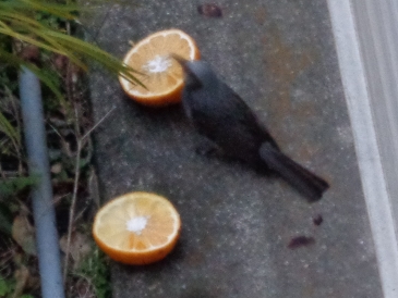 夏みかん　ヒヨドリ