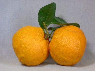 夏みかん　二又みかん
