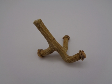 夏みかん　三又みかん