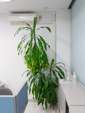 ドラセナ・フラグランス・マッサンゲアナ（幸福の木）