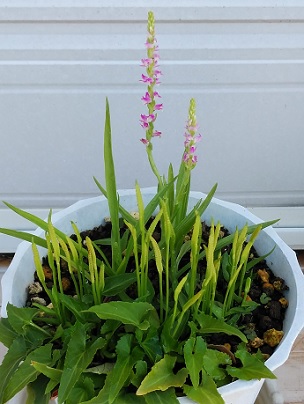 ハナヤスリ　捩花　すみれ