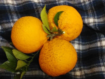 夏みかん　三又みかん