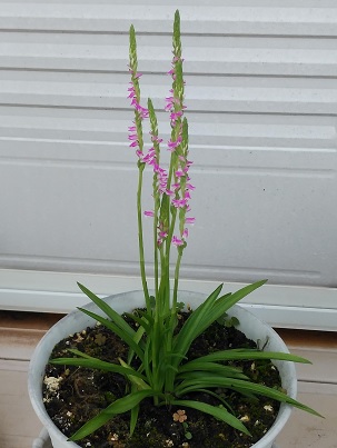 捩花　ネジバナ